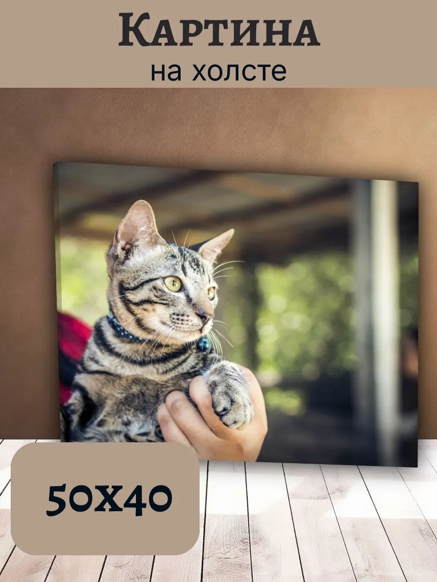Картина Кот Кошка Cat 40x50 серый полосатый табби