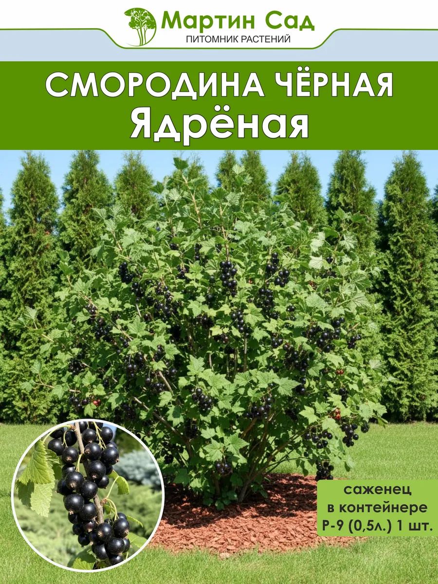 Смородина чёрная Ядрёная Р-9