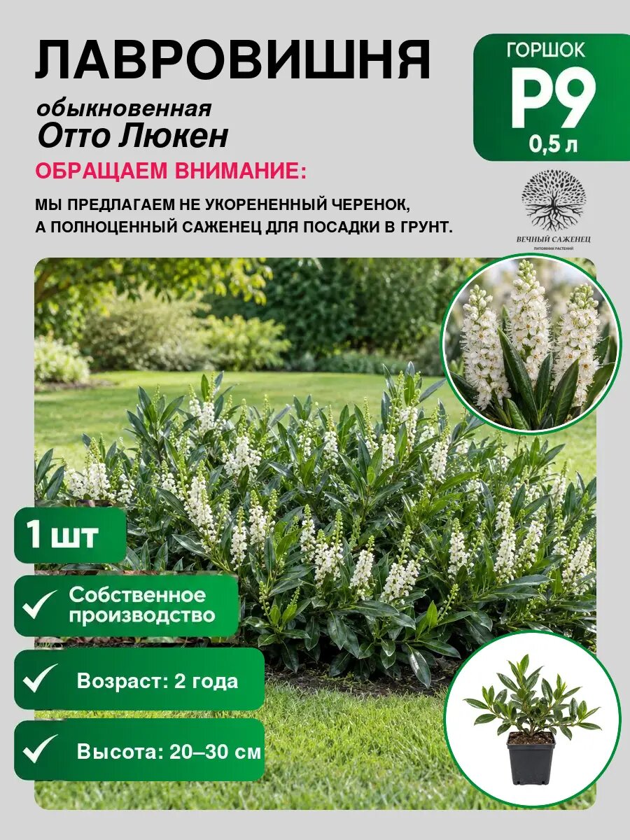 Лавровишня обыкновенная Отто Люкен, саженец для сада и дачи, декоративное растение для посадки