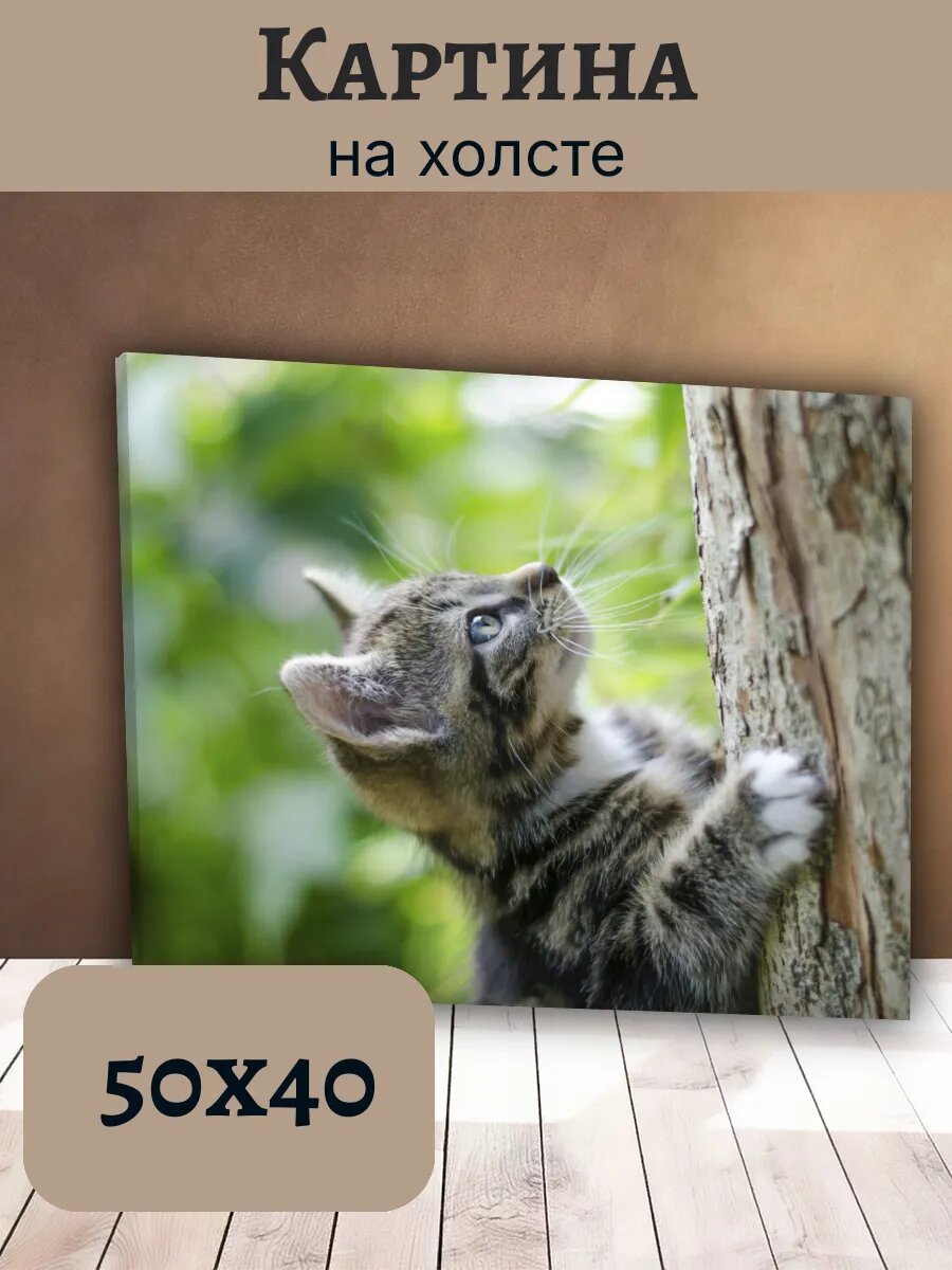 Картина Кот Кошка Cat 40x50 полосатый котенок на дереве