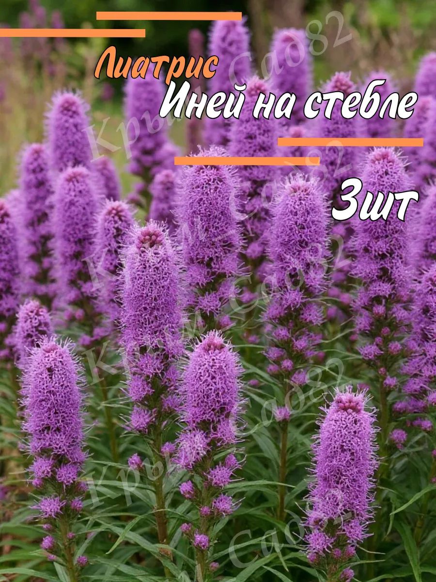 Луковицы Лиатриса Иней на Стебле