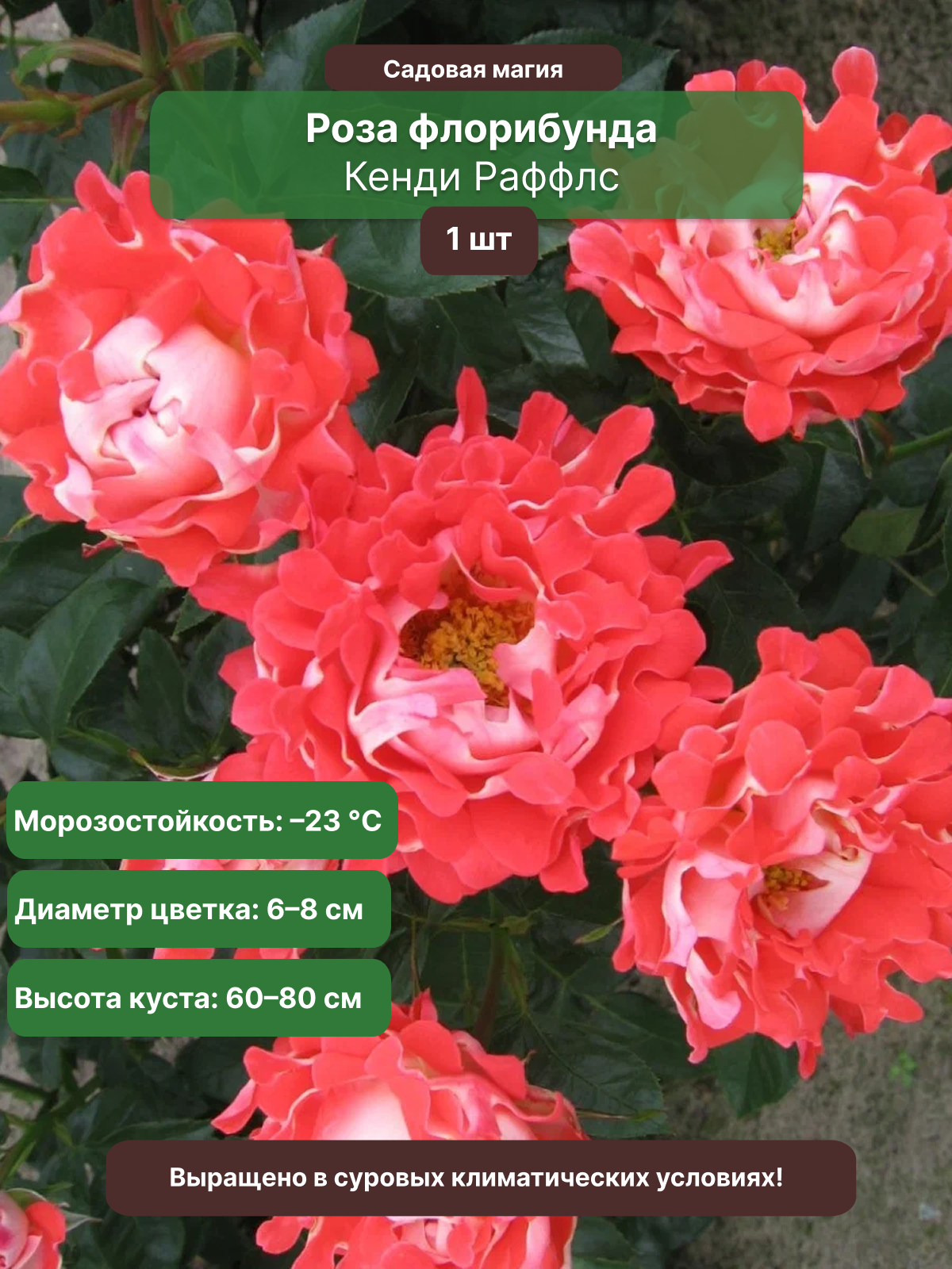 Роза Кенди Раффлс, 1 саж , многолетник, высота 30-50 см, цвет красный/розовый