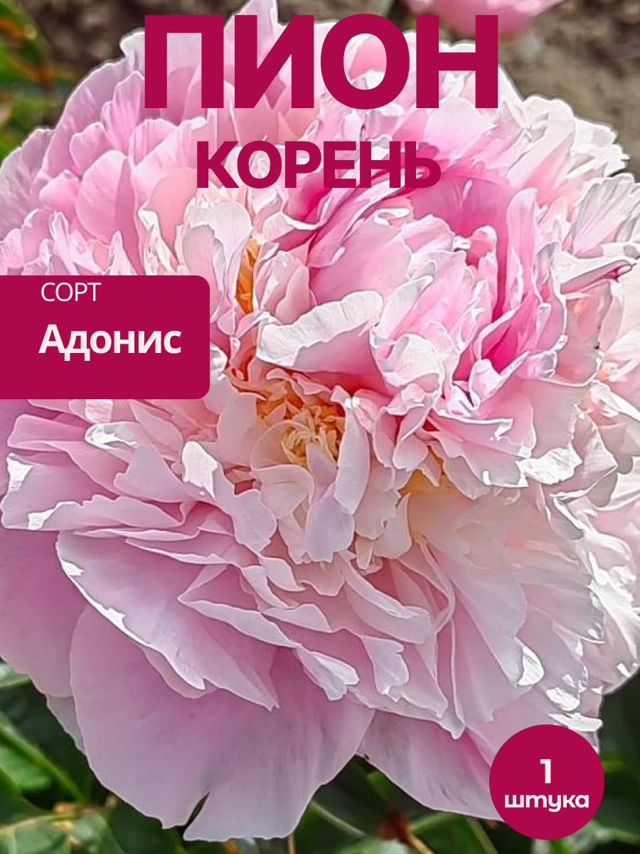 Пион Адонис корень 1 шт