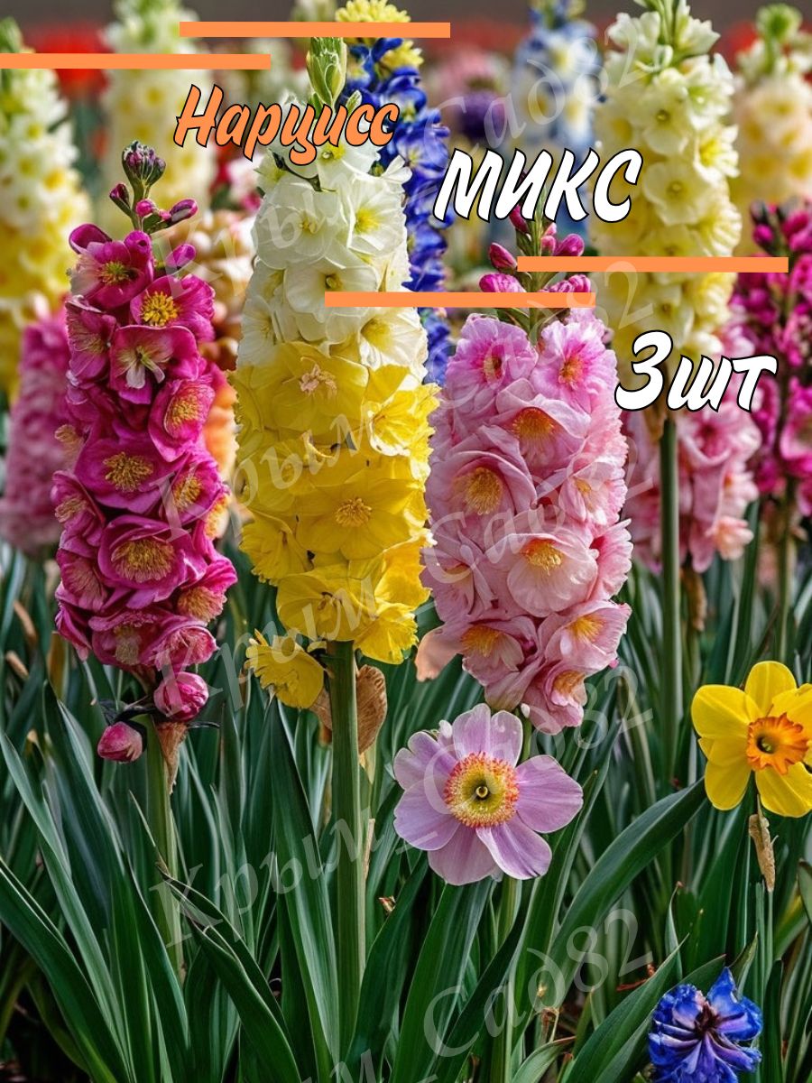 Луковицы Нарцисса Микс
