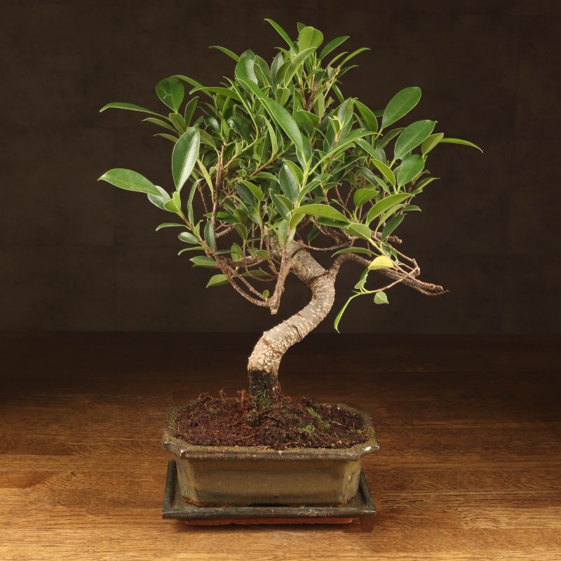 Комнатное растение LuxuryPlants Бонсай Фикус Ретуса 40 оливковая плошка