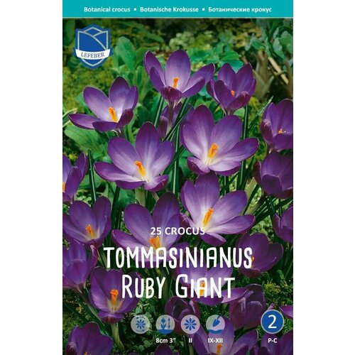 Крокус Руби Гиант(Ruby Giant), 25 шт