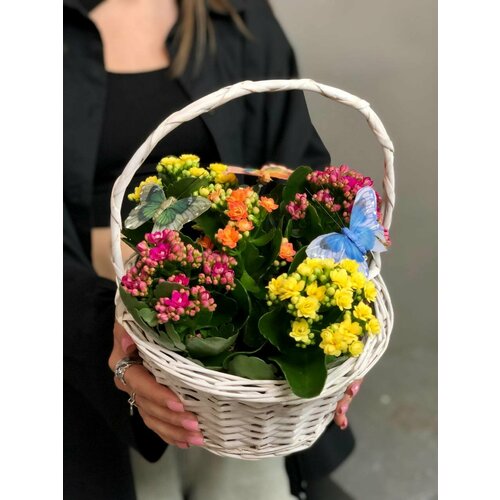 Композиция 