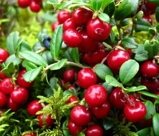 Брусника Эртенданк саженец