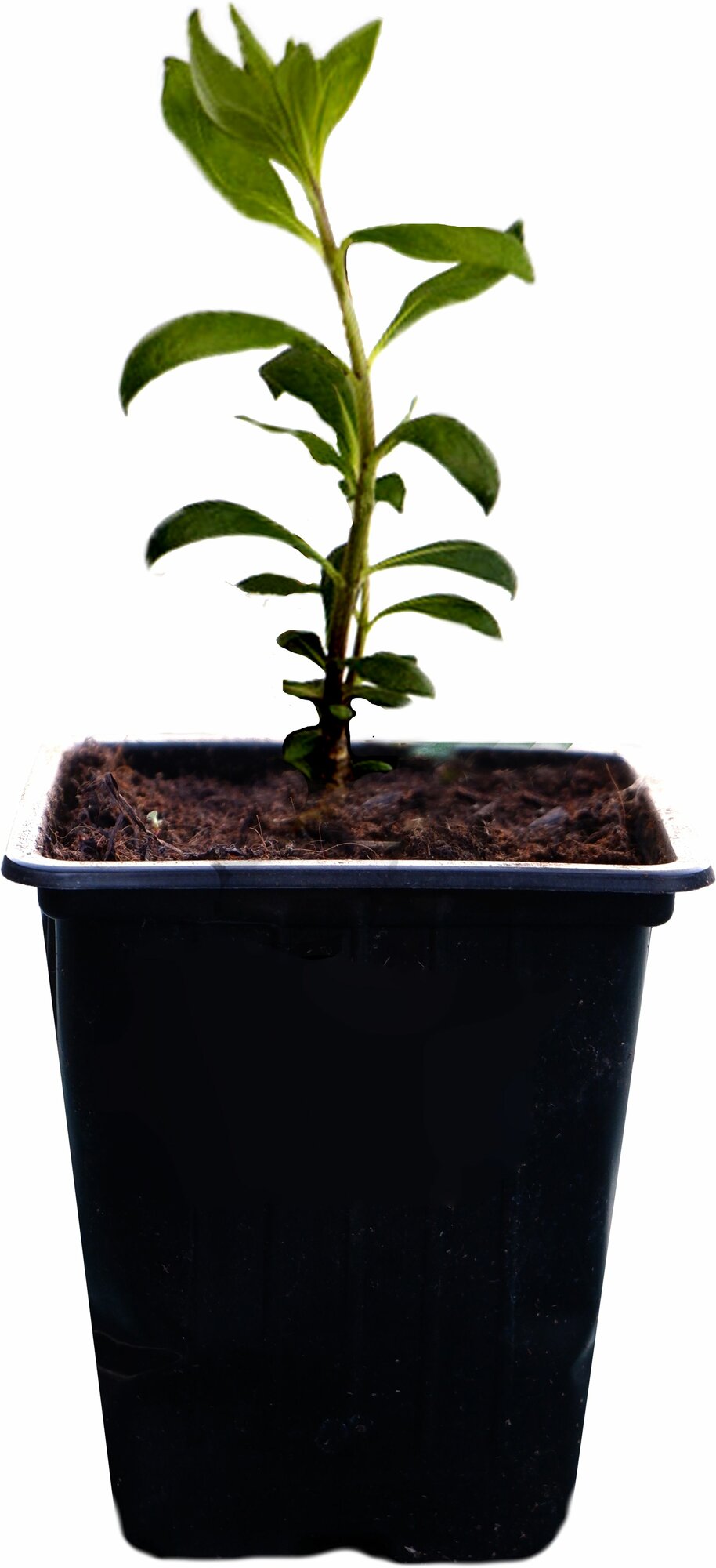 Растение флокс метельчаты Й