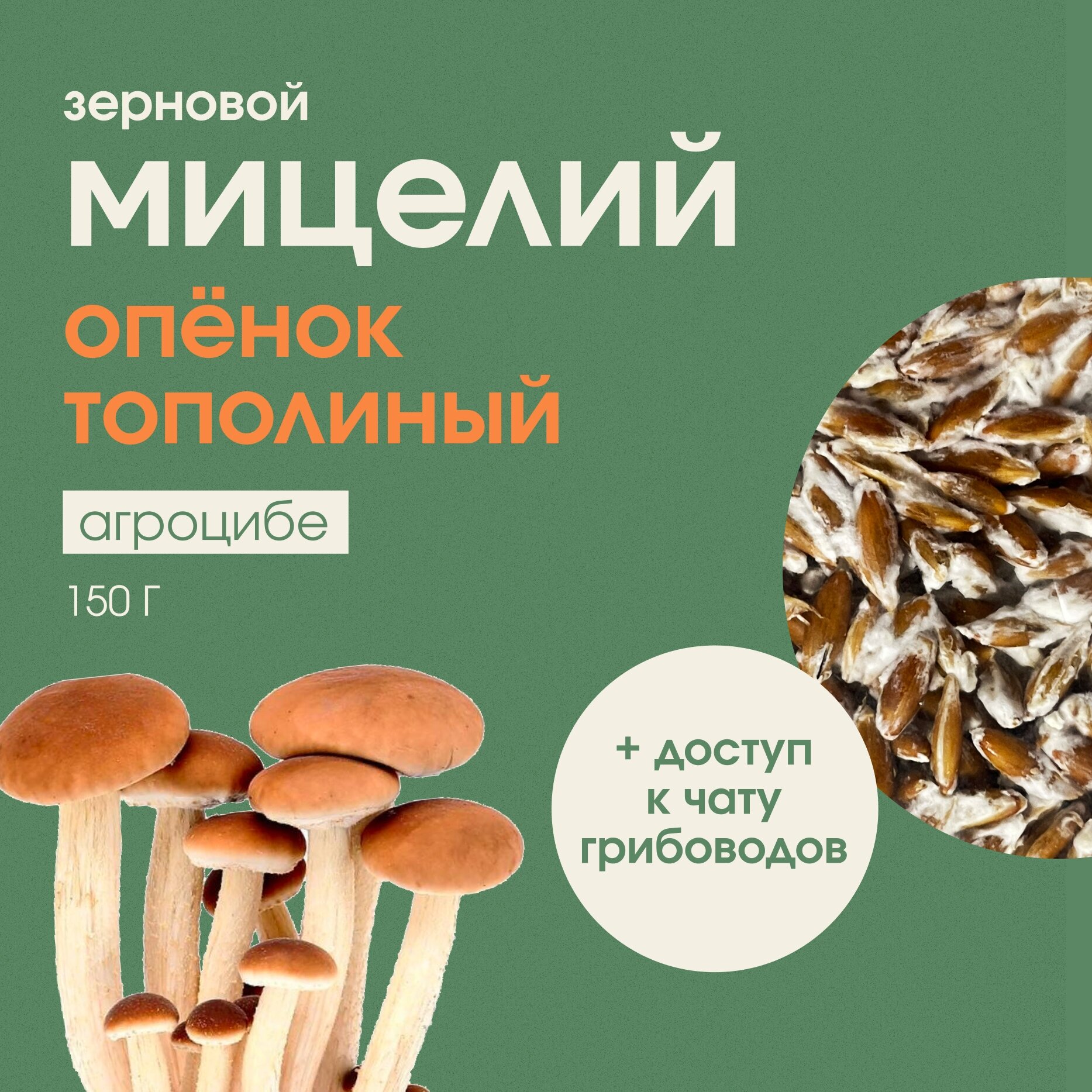 Мицелий грибов опенка тополиного. Грибница для выращивания