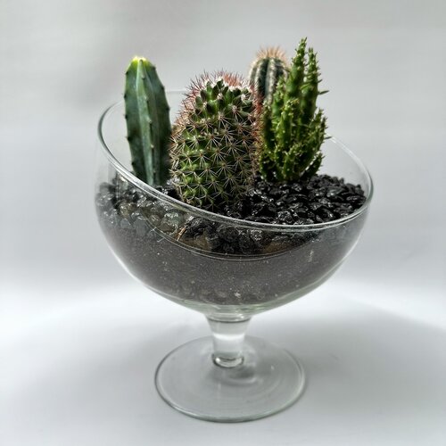 Композиция из кактусов в стеклянном кашпо