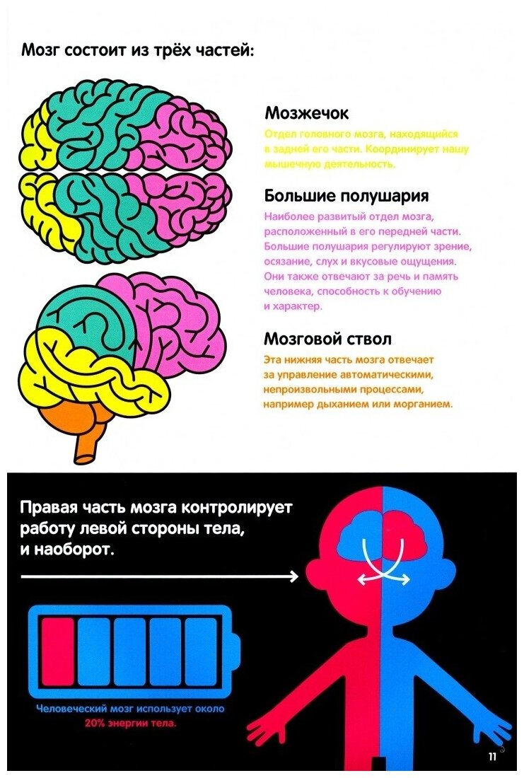 Тело человека. Инфографика (Брандл Харриет) - фото №3