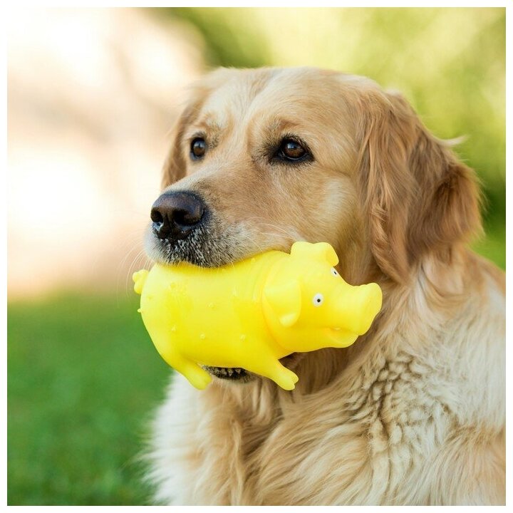 Игрушка пищащая "Весёлая свинья" для собак, хрюкающая, 19 см, жёлтая - фотография № 5