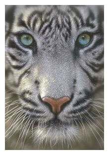 Educa Пазл "Белый тигр" (500 деталей)