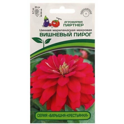 Семена цветов цинния махровая барышня-крестьянка 'Вишневый Пирог', 5 шт.