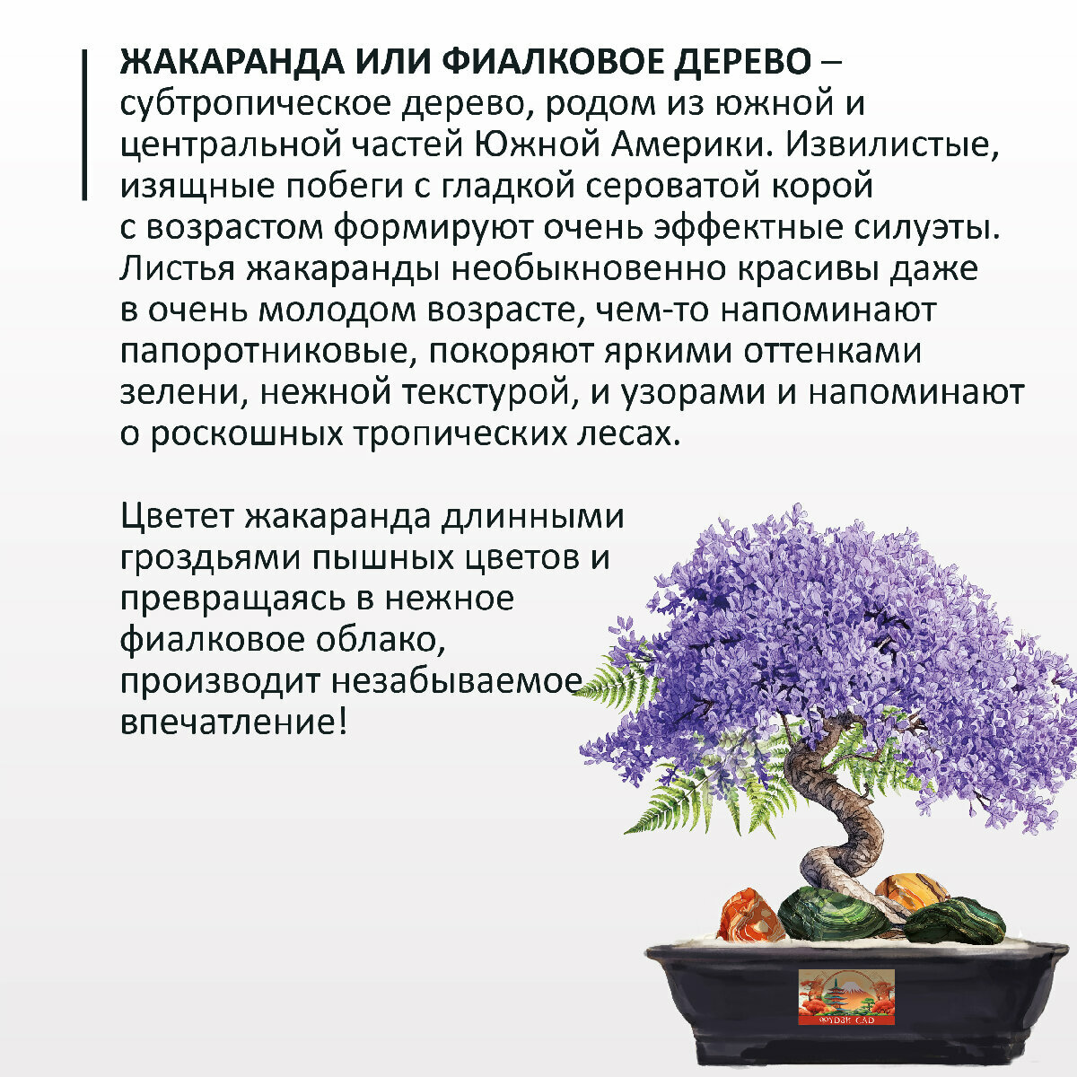 Бонсай Жакаранда (Фиалковое дерево) набор для выращивания растений "Фудзи Сад" — фото 1