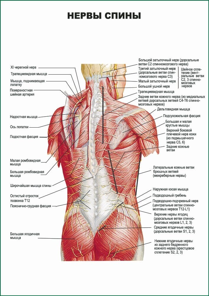 Нервы спины плакат, глянцевая фотобумага от 200 г/кв. м, размер A1+