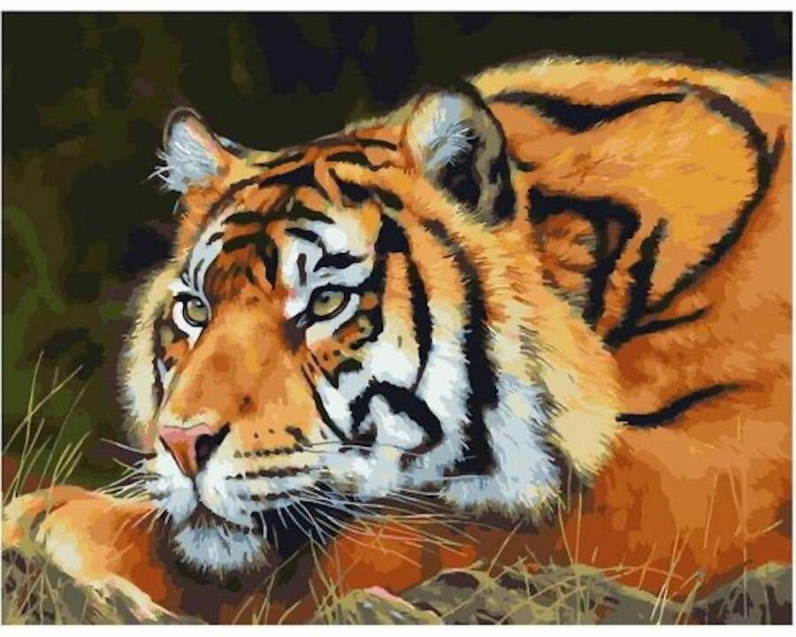 Картина по номерам Тигр 40х50 см