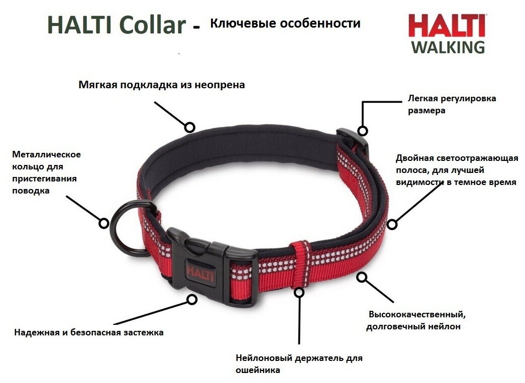 Для ежедневного использования ошейник Halti Ошейник для собак COA "HALTI Collar", обхват шеи 30-50 см, фиолетовый, M - фотография № 3