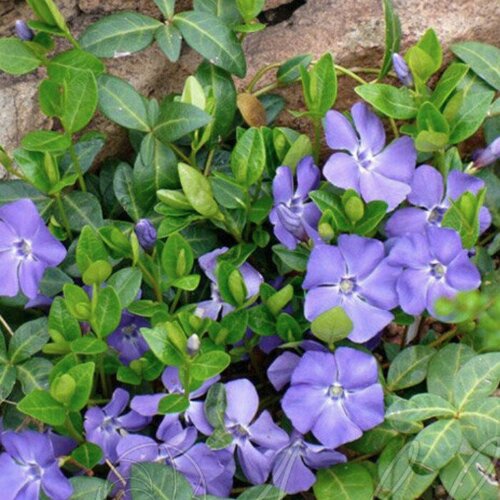 Барвинок малый Сенг (1 корневище в горшке р9). Szkolka roslin A.M (Польша)