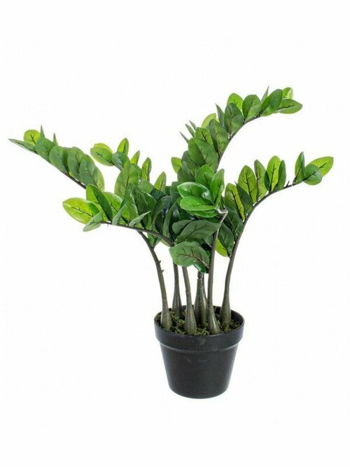 Растение декоративное BIZZOTTO ZAMIIFOLIA 0172479 d660x640h