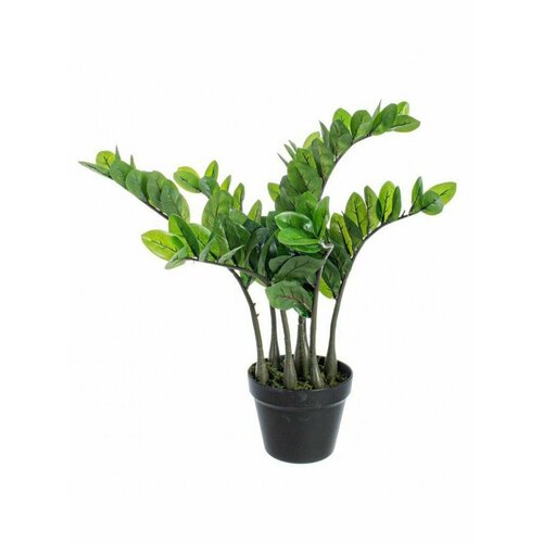 Растение декоративное BIZZOTTO ZAMIIFOLIA 0172479 d660x640h