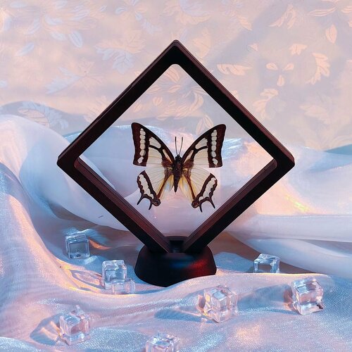 Бабочка Полиура нарциссическая в рамке, в подставке настольной , бабочки настоящие, Polyura narcaeus