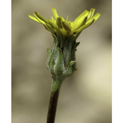 Семена Ножкосемянник разрезной (лат. Podospermum laciniatum) 50шт Комплект х2 распродажа! + подарок