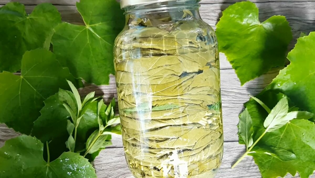 Купить виноградные листья для долмы в москве — купить по низкой цене на ...