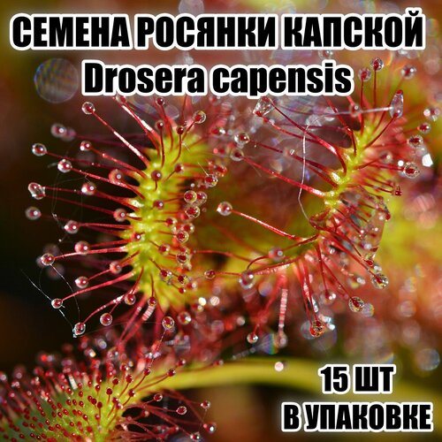Семена Росянки Капская (Drosera capensis) 15шт