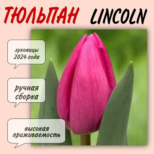 Луковицы тюльпана, сорт Lincoln, 10 шт луковицы тюльпанов outfit 10 штук