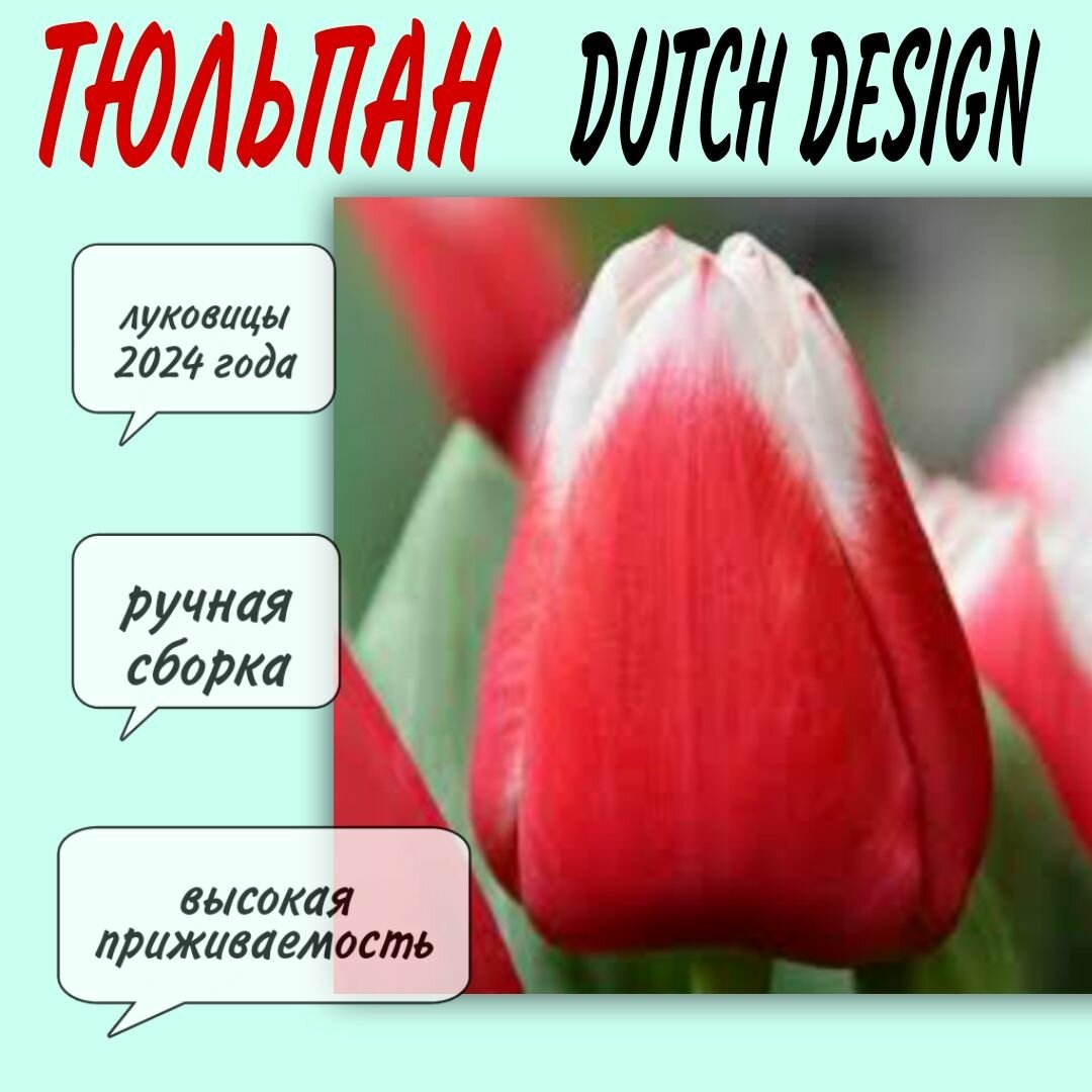 Луковицы тюльпана сорт "Dutch Design" 3 шт