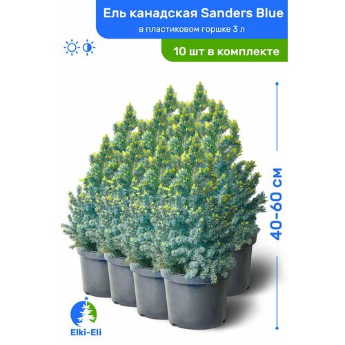 Ель канадская Sanders Blue (Сандерс Блю) 40-60 см в пластиковом горшке 3 л, саженец, хвойное живое растение, комплект из 10 шт ель канадская сандерс блю