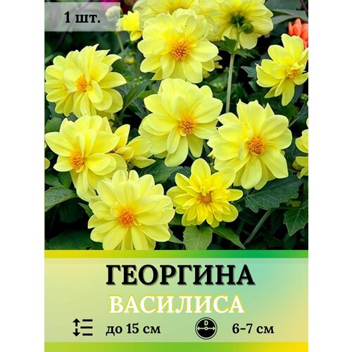 Георгина Василиса клубень 1шт 365₽