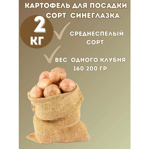 Картофель семенной Синеглазка 2 кг 487₽
