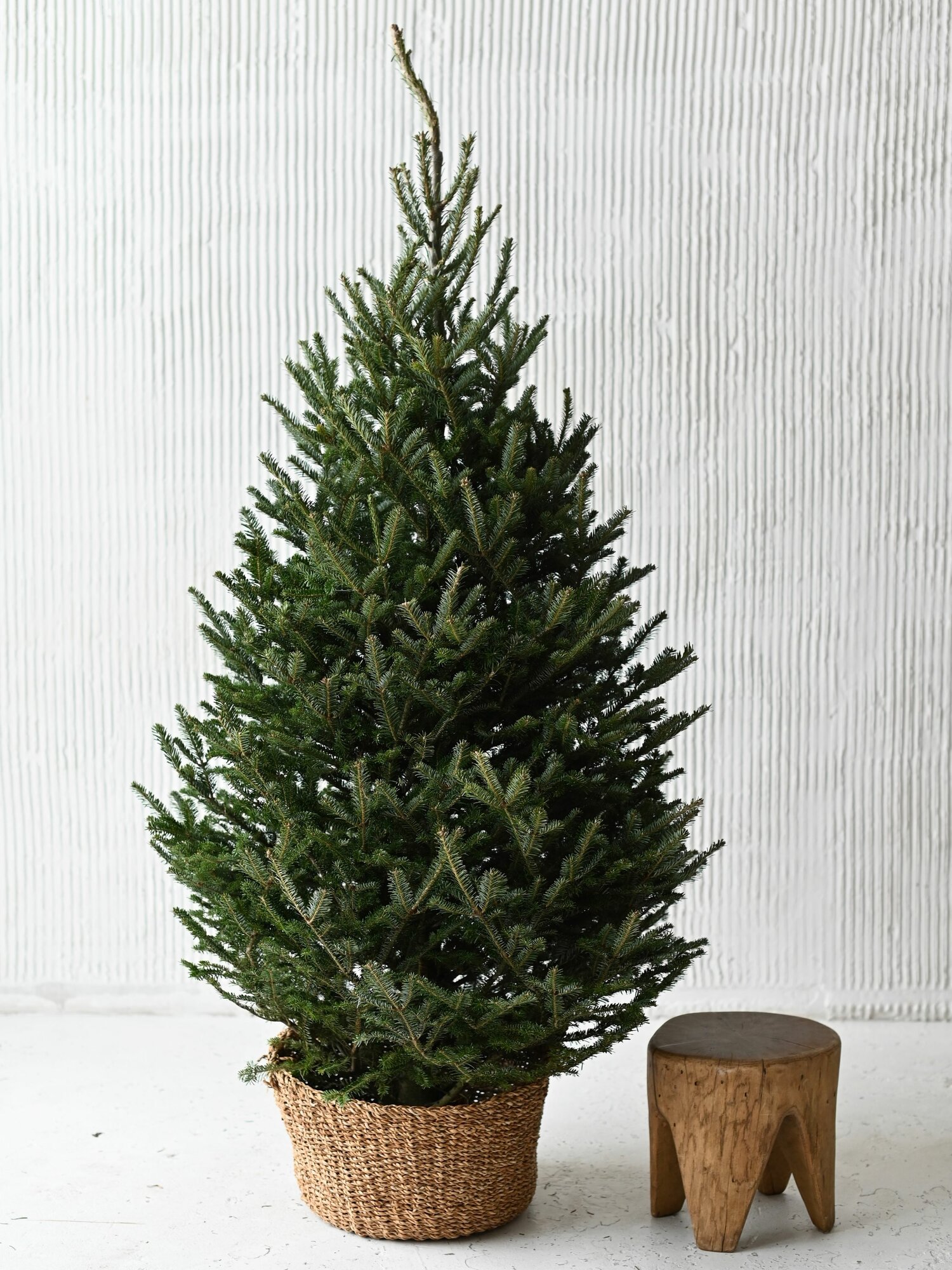 Пихта Фразера Йолка 175-200 см срезанная зеленая