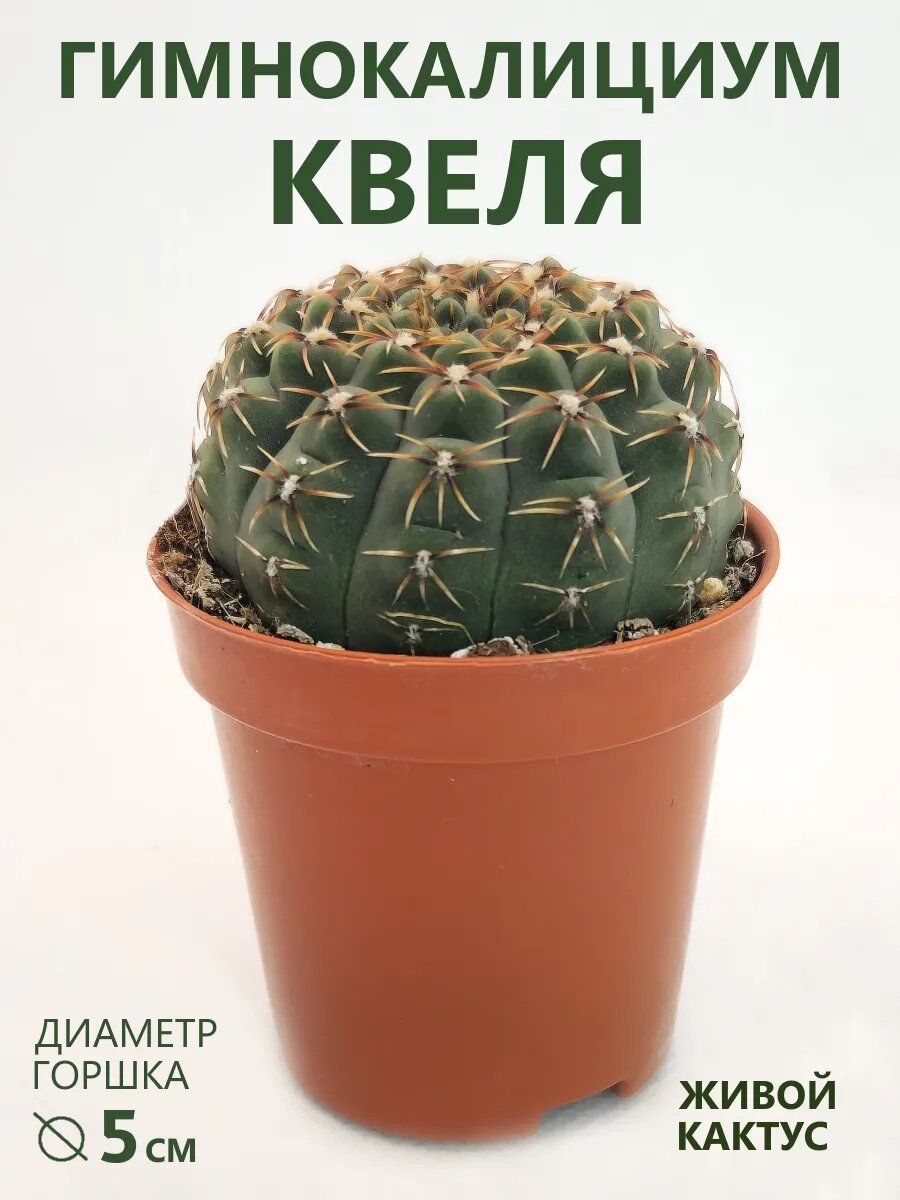 Кактус Гимнокалициум Квеля (Gymnocalycium Quehlianum) D-5 см