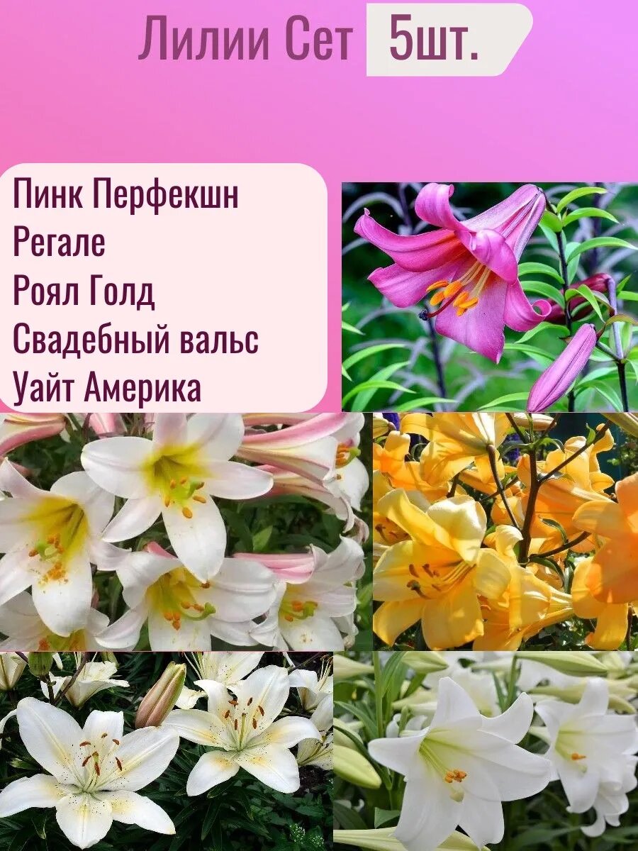 Сет лилий многолетние луковицы для посадки 5 штук