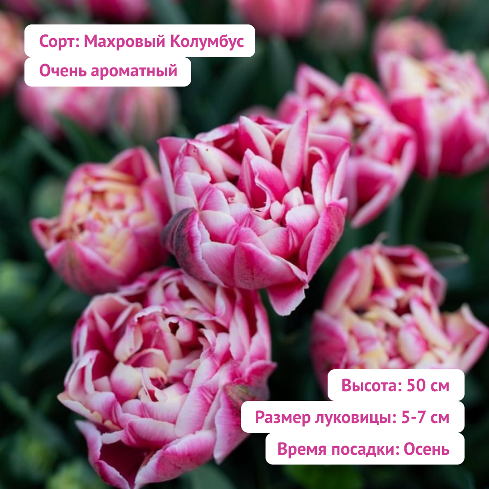 Луковицы махровых тюльпанов набор микс 15 шт - фотография № 4