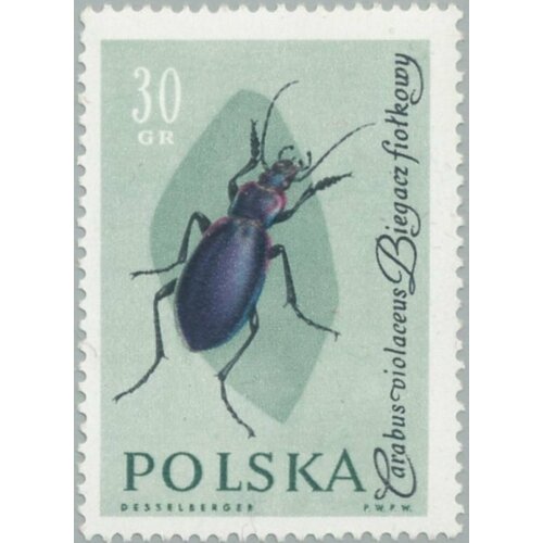 (1961-061) Марка Польша Жужелица Насекомые II Θ