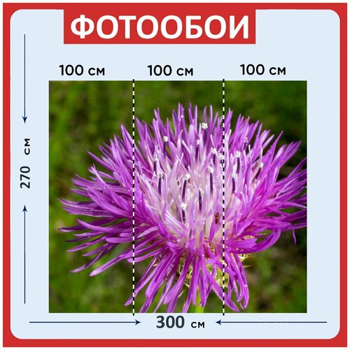 Фотообои Фиолетовый зеленый цветок 300x270 см флизелиновыена стену 3960₽