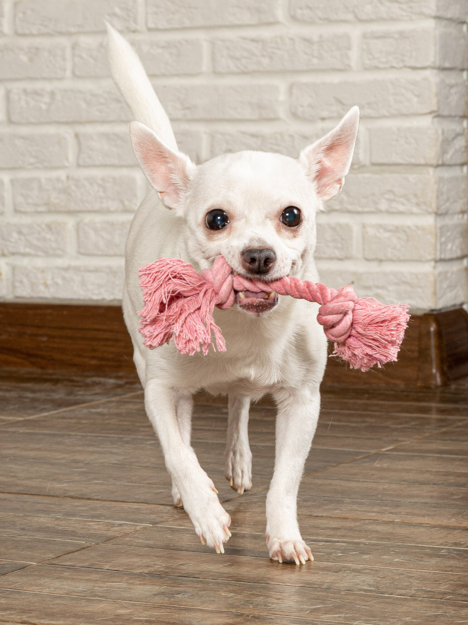 Игрушка для собак Japan Premium Pet, канат веревка Dental для ухода за зубами с ароматом клубники, размер SS