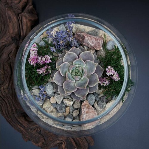 Флорариум-шар с эхеверией марсик от Flolefor 1800₽