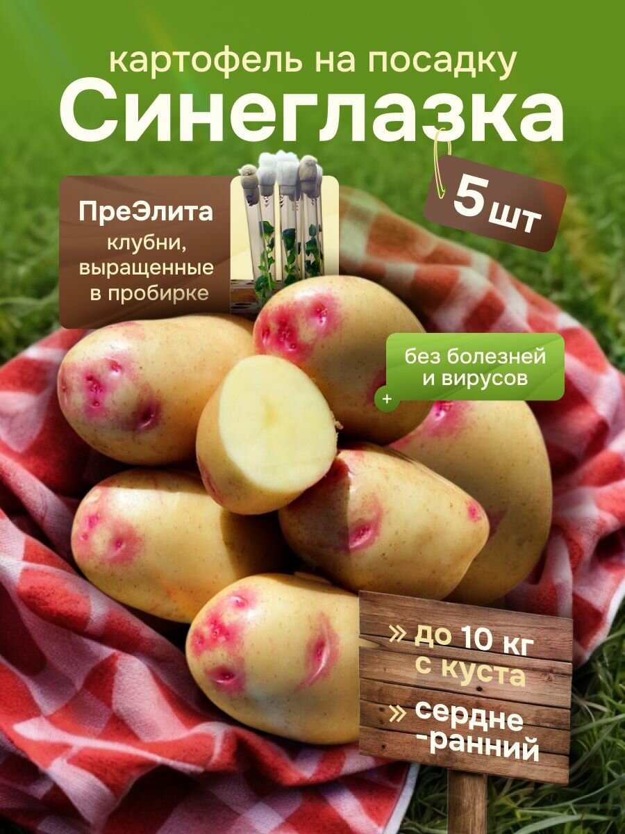 Клубни (мерисистема) элитного картофеля на посадку ПреЭлита "Синеглазка" 5 шт (среднеранний)