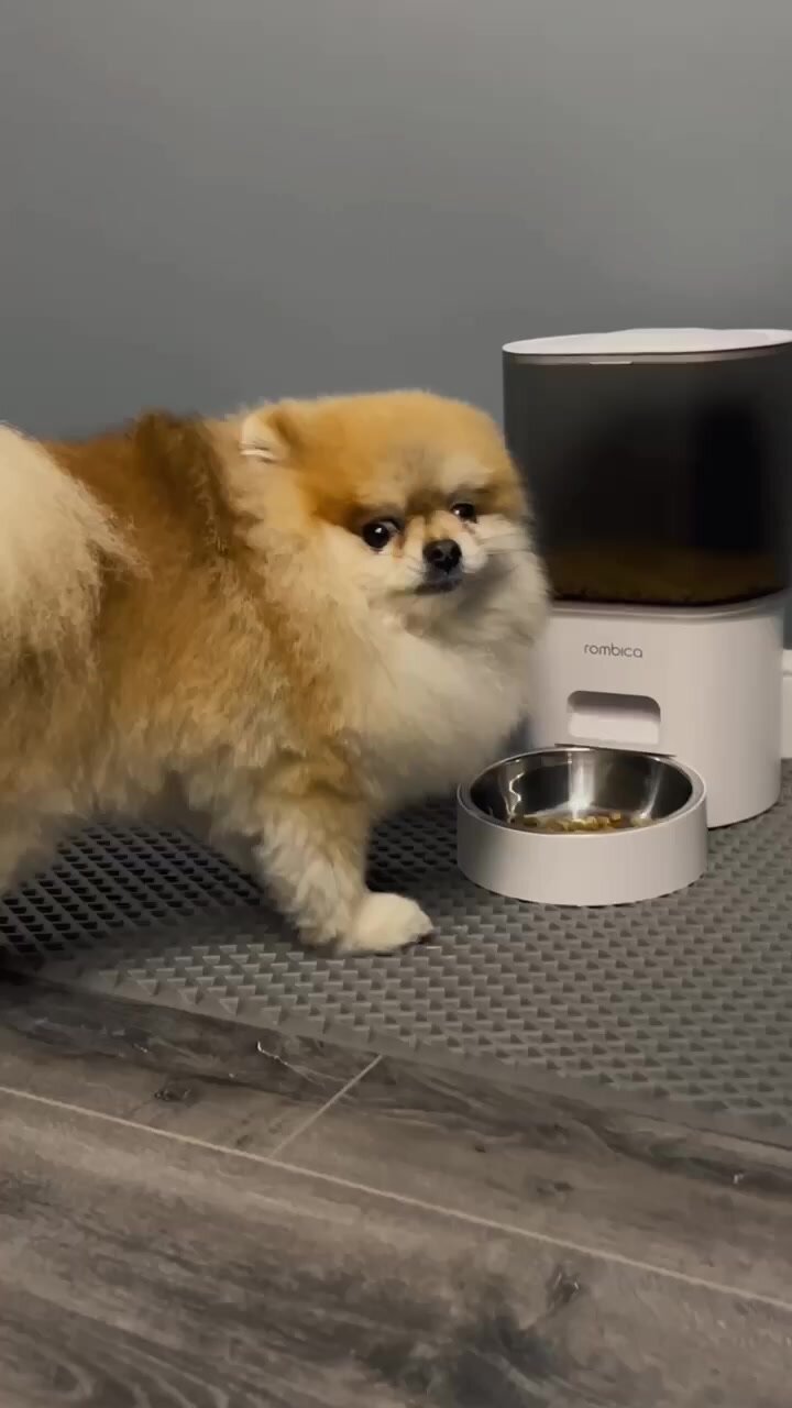 Автокормушка и поилка для кошек и собак Rombica MyPet Jerry, пластик, 2 в 1, 3л — фото 1