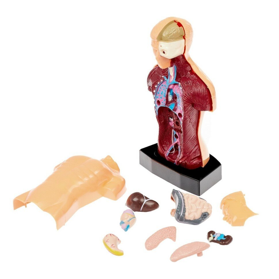 Научный опыт «Строение тела» — фото 1