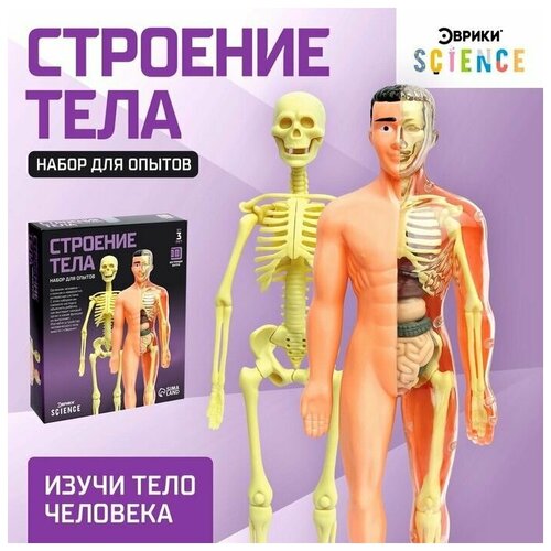 Набор для опытов Строение тела, анатомия человека набор для опытов строение человека 10 обучающих карточек