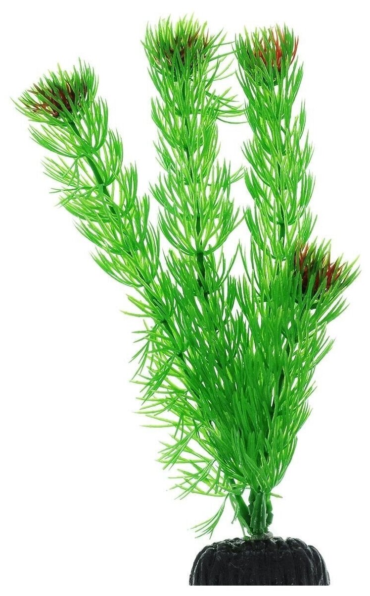 Растение Plant 002- Амбулия зеленое, 20см