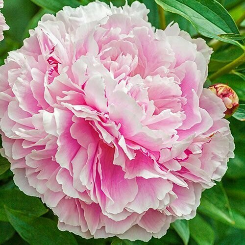 Пион Молочноцветковый Lady Alexandra Duff, Саженцы, С2 (2 литра), ЗКС - Цветы многолетние розовая 508 fj тёмно розовая