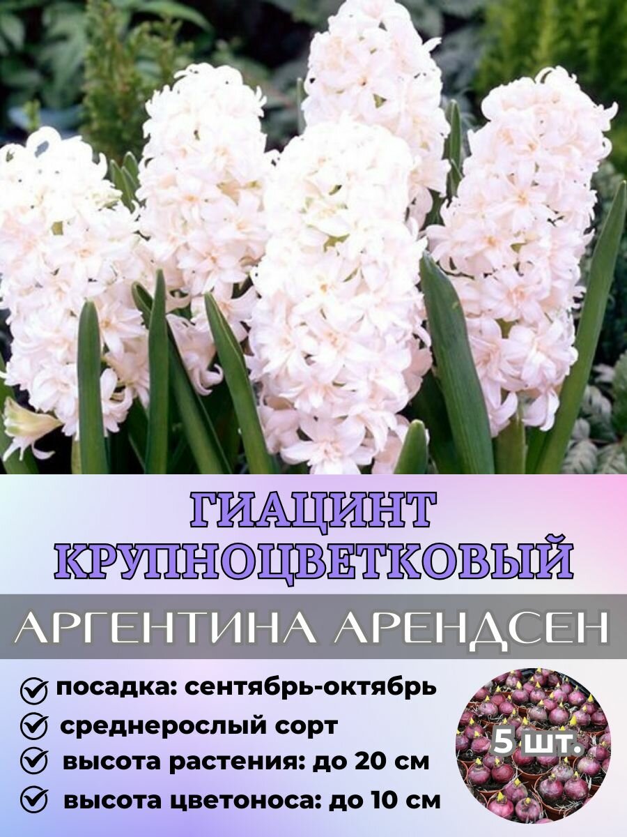 Гиацинт луковицы 5 штук